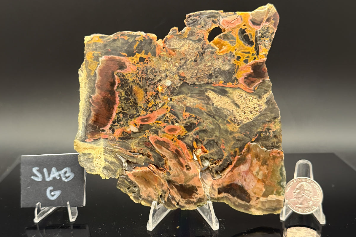 Turkish Petrified Wood (Unpolished)