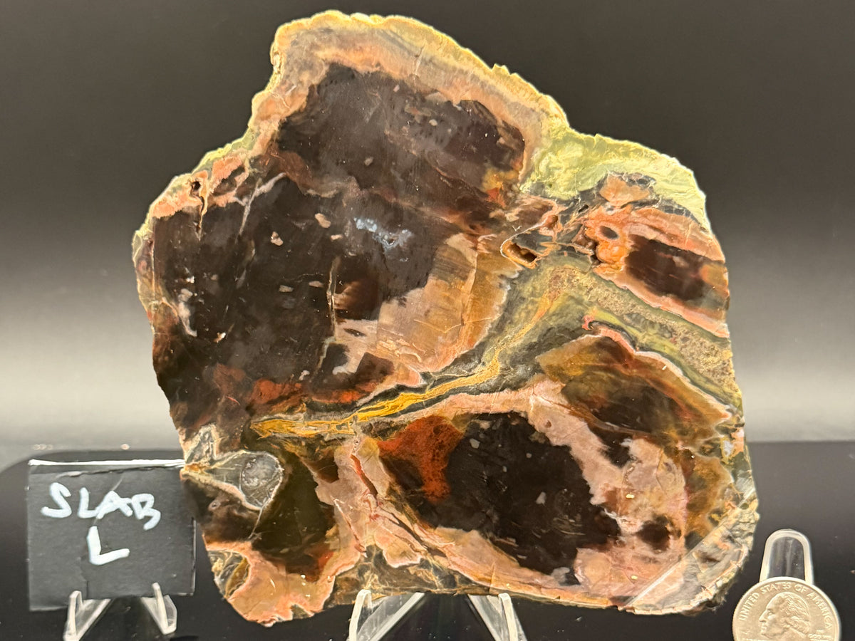 Turkish Petrified Wood (Unpolished)