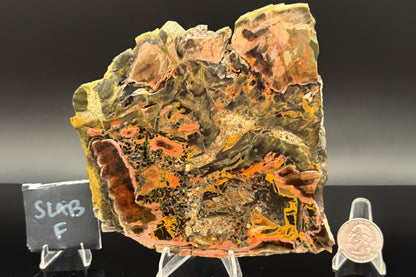 Turkish Petrified Wood (Unpolished)