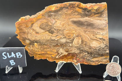 Jasperized Petrified Wood (Unpolished)