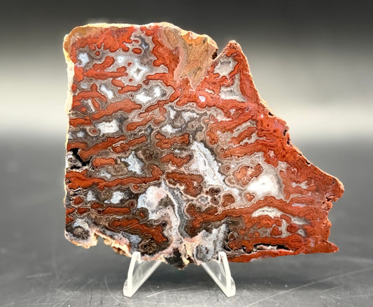 Paul Bunyan Agate Slab - Semi Polished