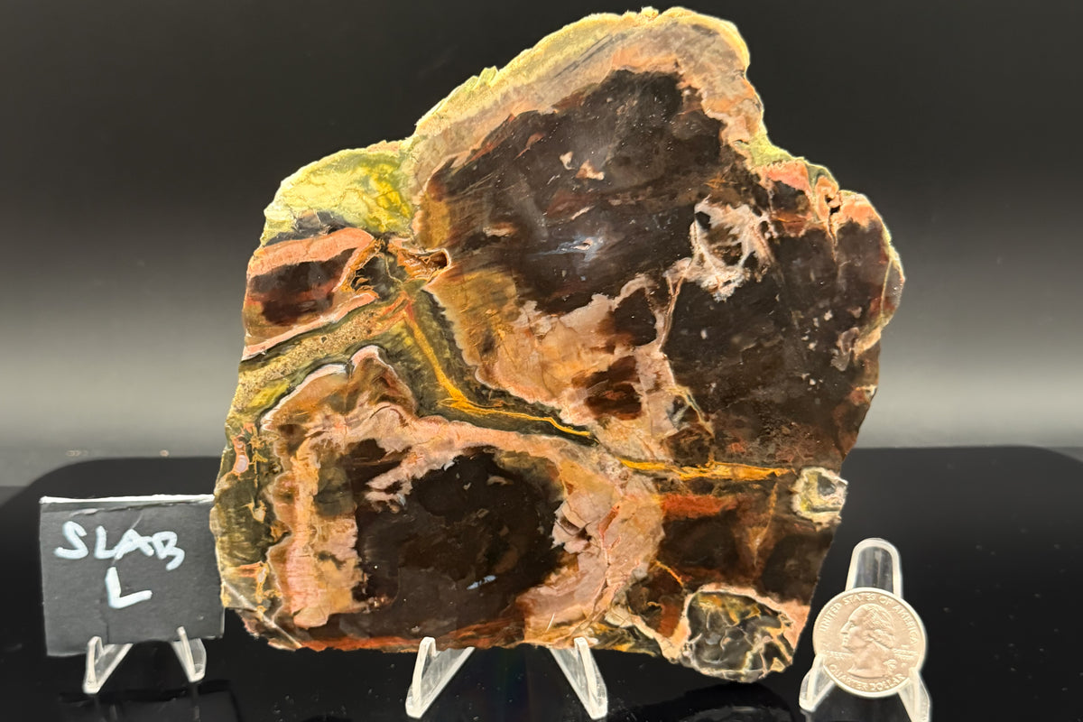 Turkish Petrified Wood (Unpolished)
