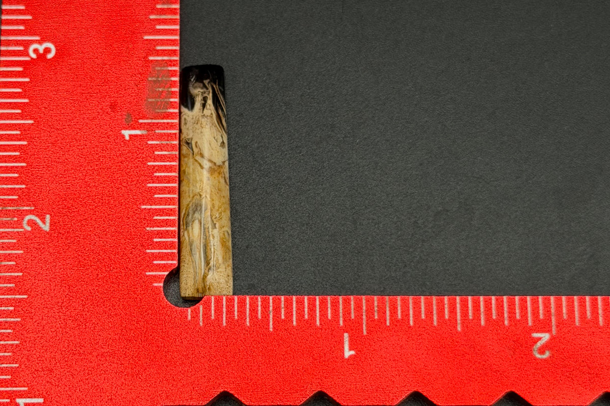Fossilized Palm Wood Cabochons