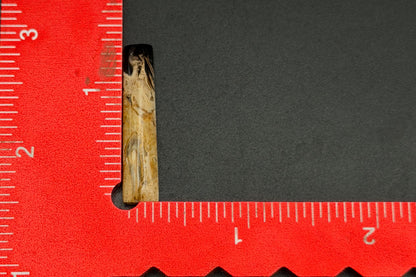 Fossilized Palm Wood Cabochons