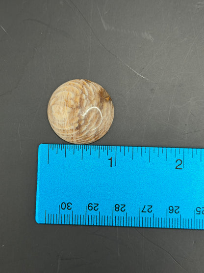 Badger Pocket Petrified Wood