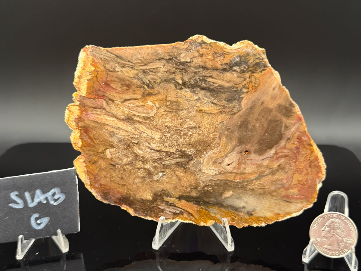 Jasperized Petrified Wood (Unpolished)