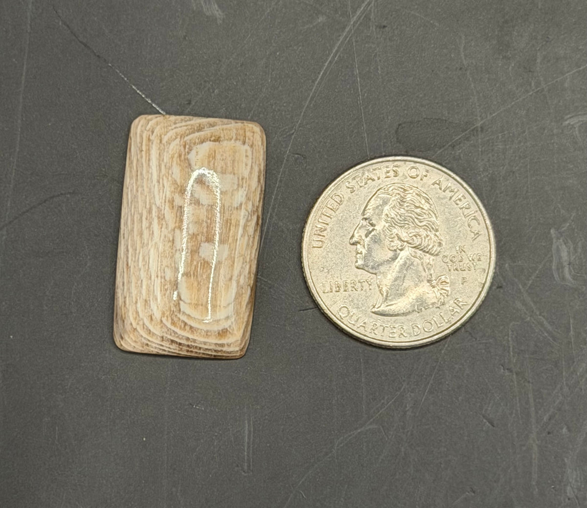 Badger Pocket Petrified Wood