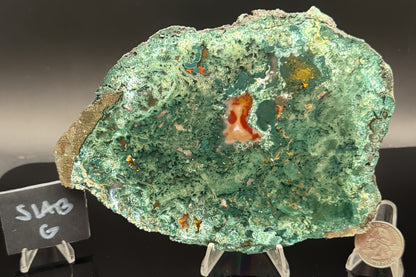 Turkish Limbcast with Agatized Chrysocolla (Unpolished)