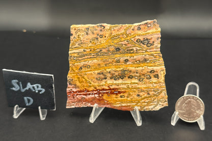 Leopard Skin Rhyolite (Unpolished)