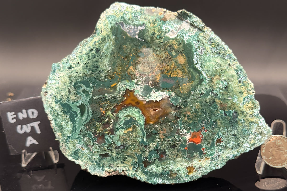 Turkish Limbcast with Agatized Chrysocolla (Unpolished)