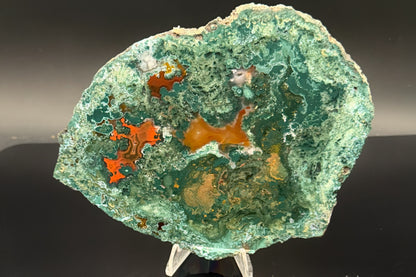 Turkish Limbcast with Agatized Chrysocolla (Unpolished)
