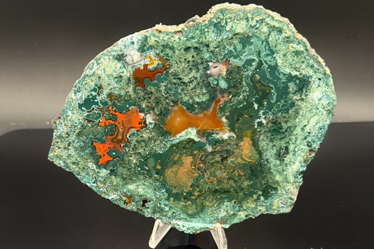 Turkish Limbcast with Agatized Chrysocolla (Unpolished)