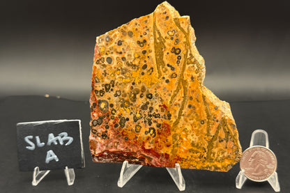 Leopard Skin Rhyolite (Unpolished)