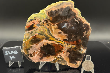 Turkish Petrified Wood (Unpolished)