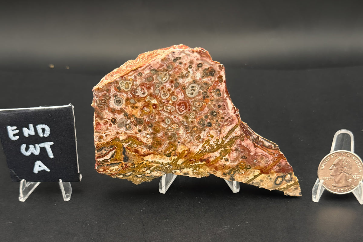 Leopard Skin Rhyolite (Unpolished)