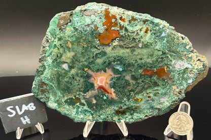 Turkish Limbcast with Agatized Chrysocolla (Unpolished)