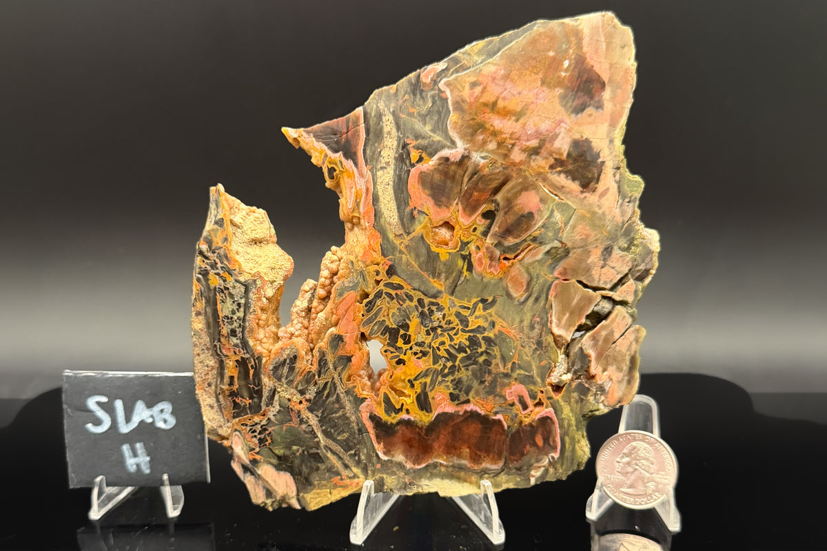 Turkish Petrified Wood (Unpolished)