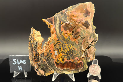 Turkish Petrified Wood (Unpolished)