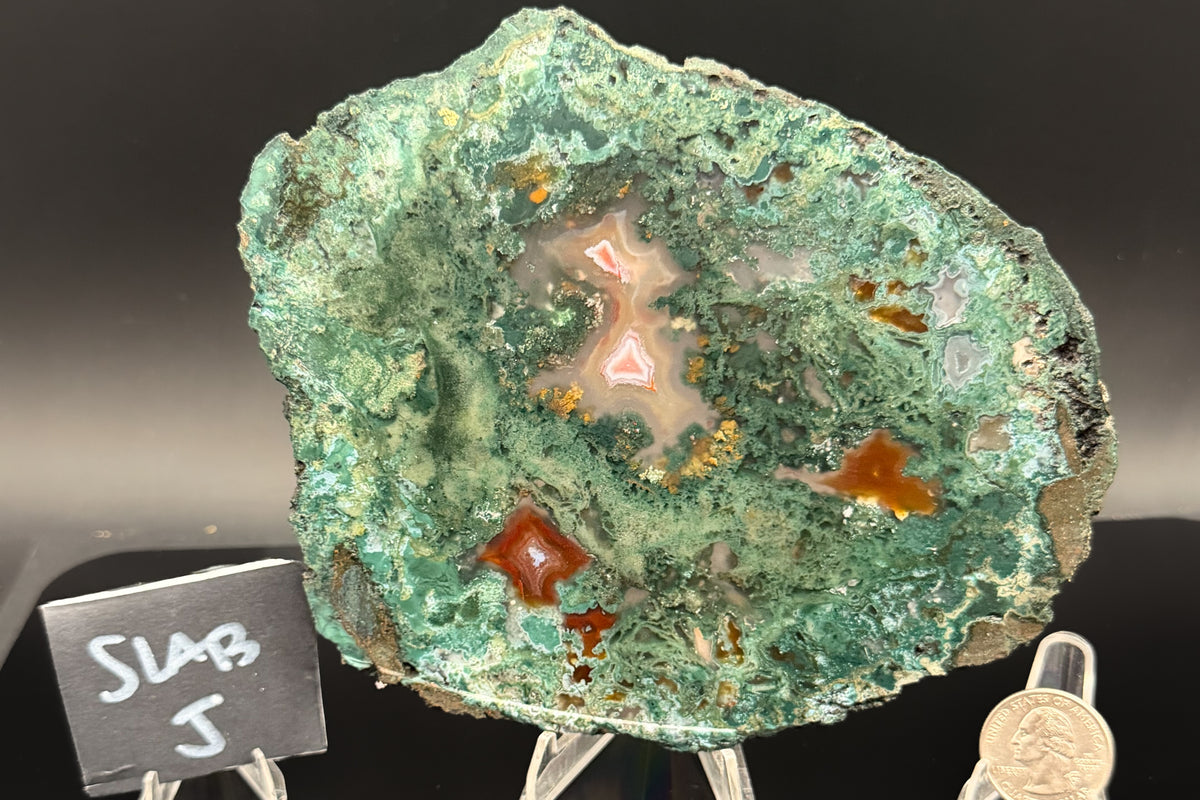 Turkish Limbcast with Agatized Chrysocolla (Unpolished)