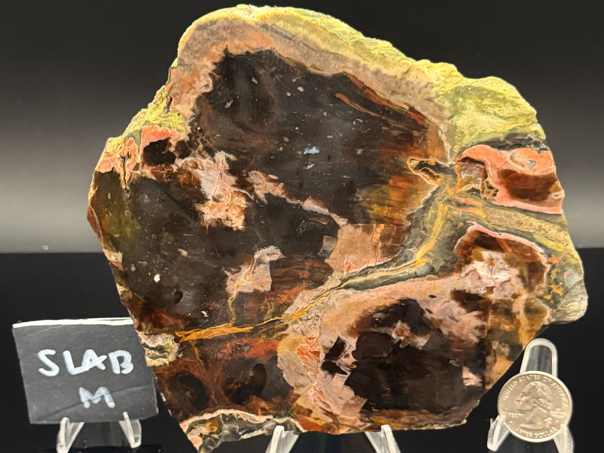 Turkish Petrified Wood (Unpolished)