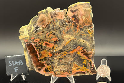 Turkish Petrified Wood (Unpolished)