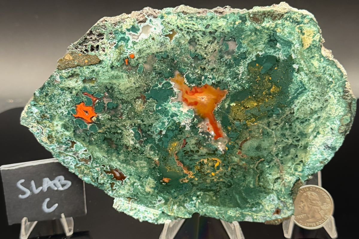 Turkish Limbcast with Agatized Chrysocolla (Unpolished)