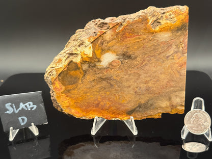 Jasperized Petrified Wood (Unpolished)