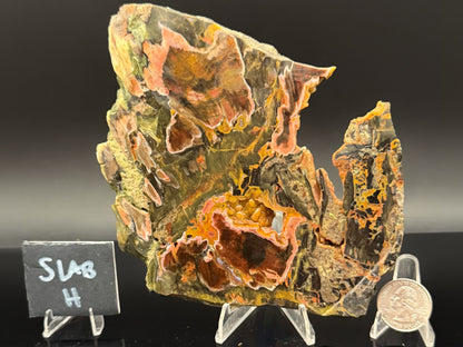 Turkish Petrified Wood (Unpolished)