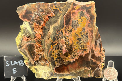 Turkish Petrified Wood (Unpolished)