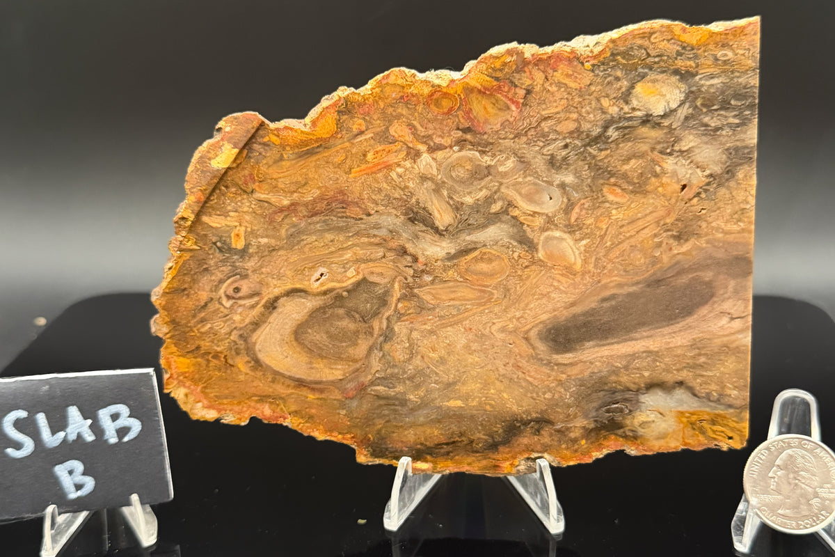 Jasperized Petrified Wood (Unpolished)