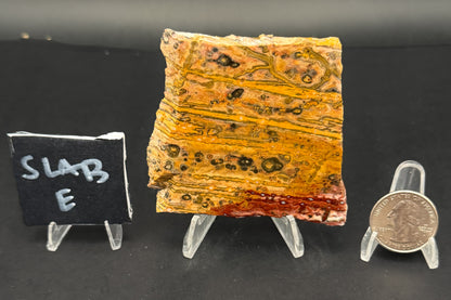 Leopard Skin Rhyolite (Unpolished)