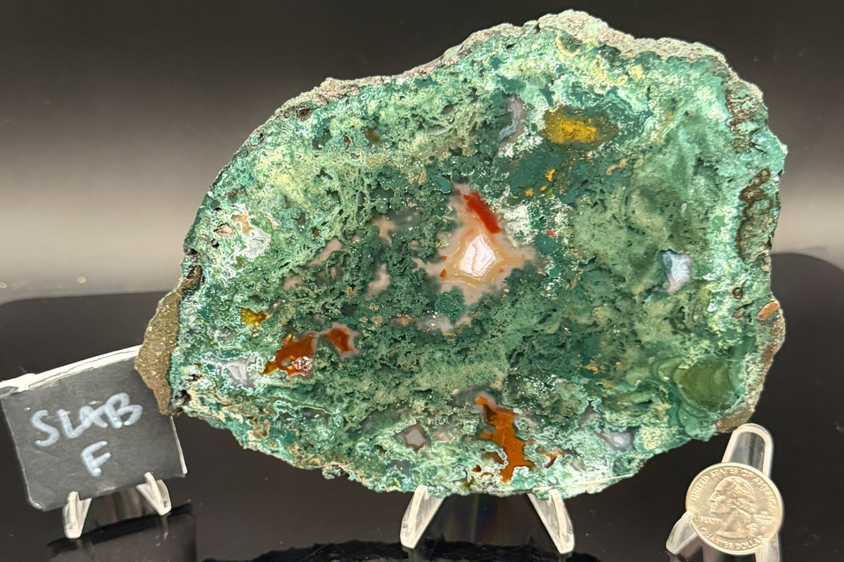 Turkish Limbcast with Agatized Chrysocolla (Unpolished)