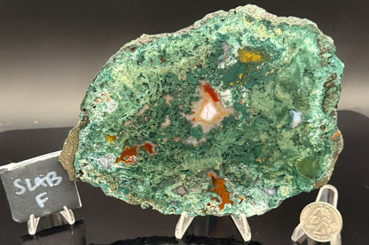 Turkish Limbcast with Agatized Chrysocolla (Unpolished)