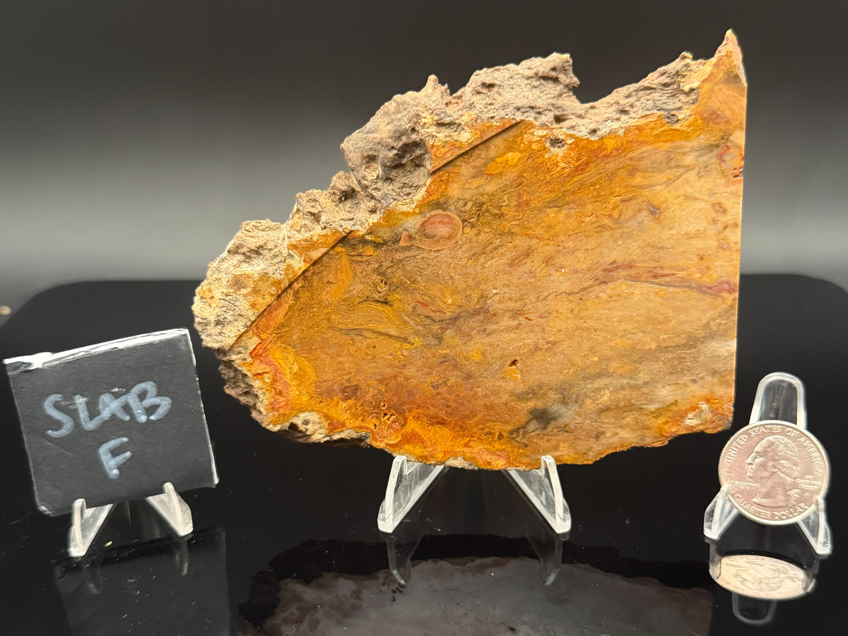 Jasperized Petrified Wood (Unpolished)