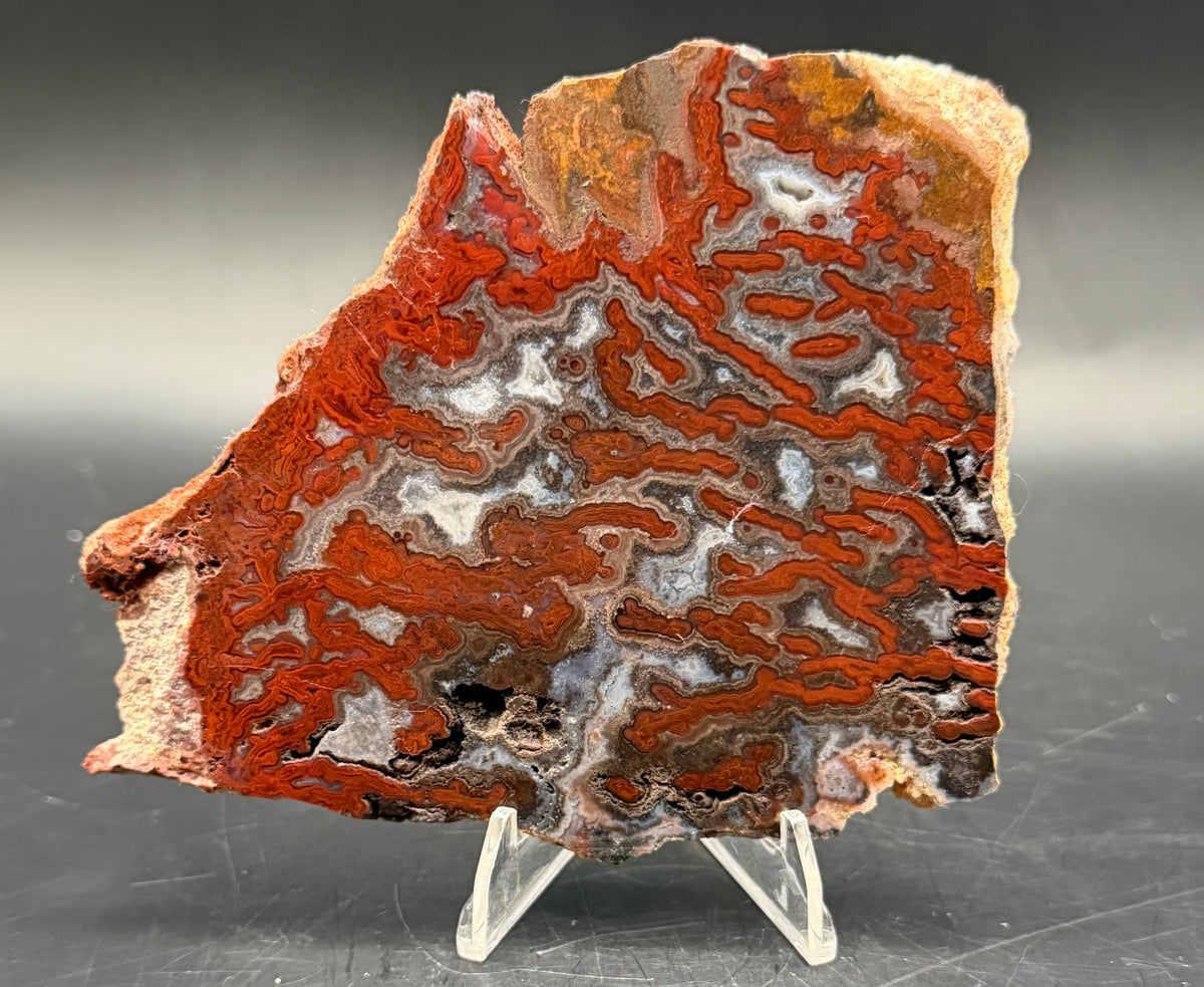 Paul Bunyan Agate Slab - Semi Polished