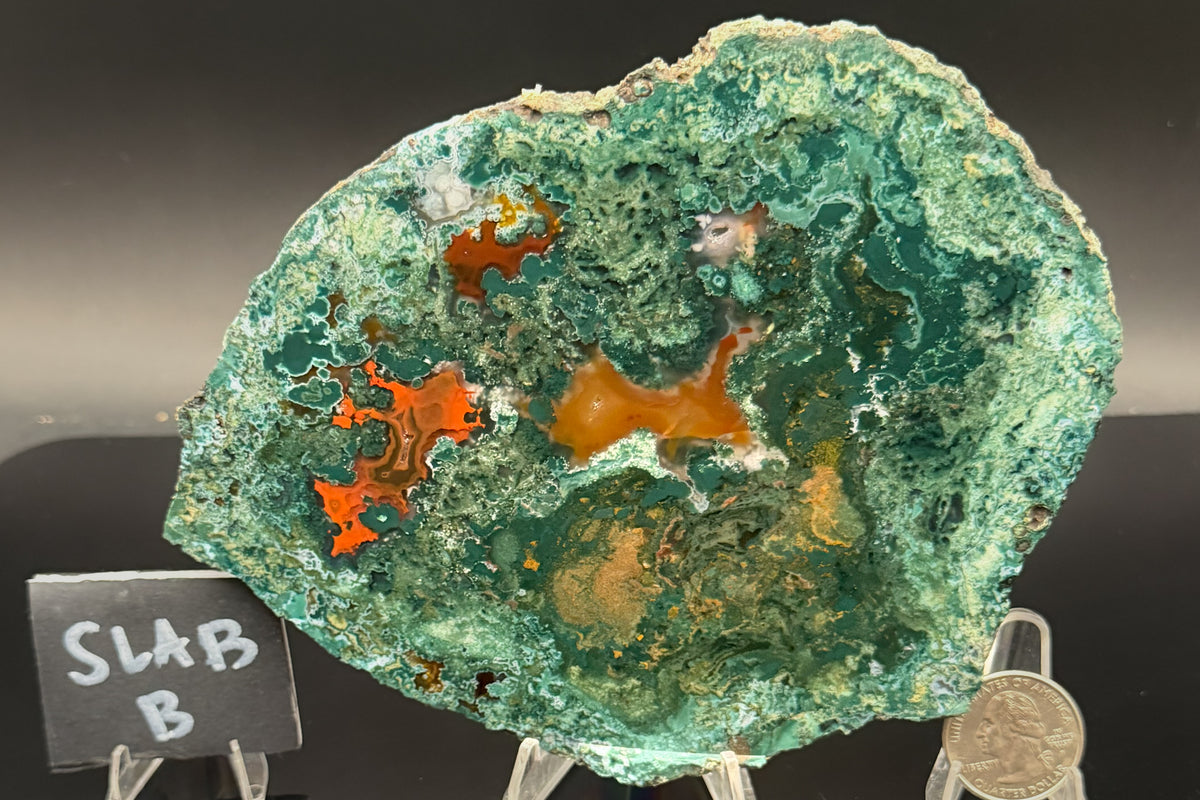 Turkish Limbcast with Agatized Chrysocolla (Unpolished)