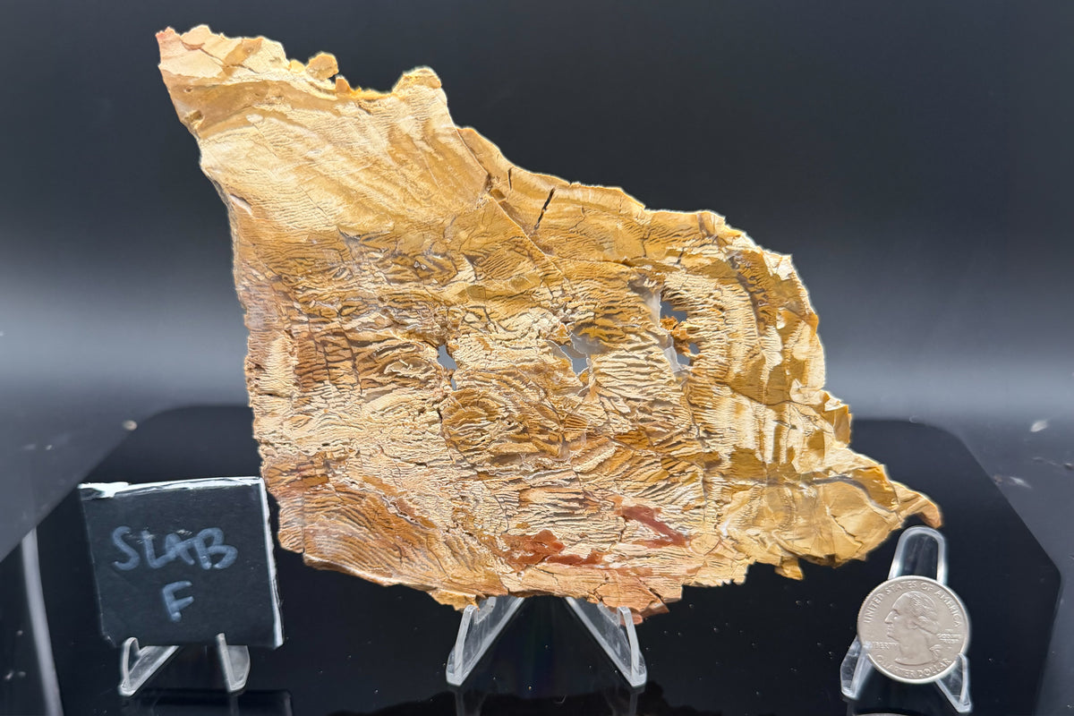 Howardite Jasper