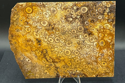 Fossilized Palm Wood
