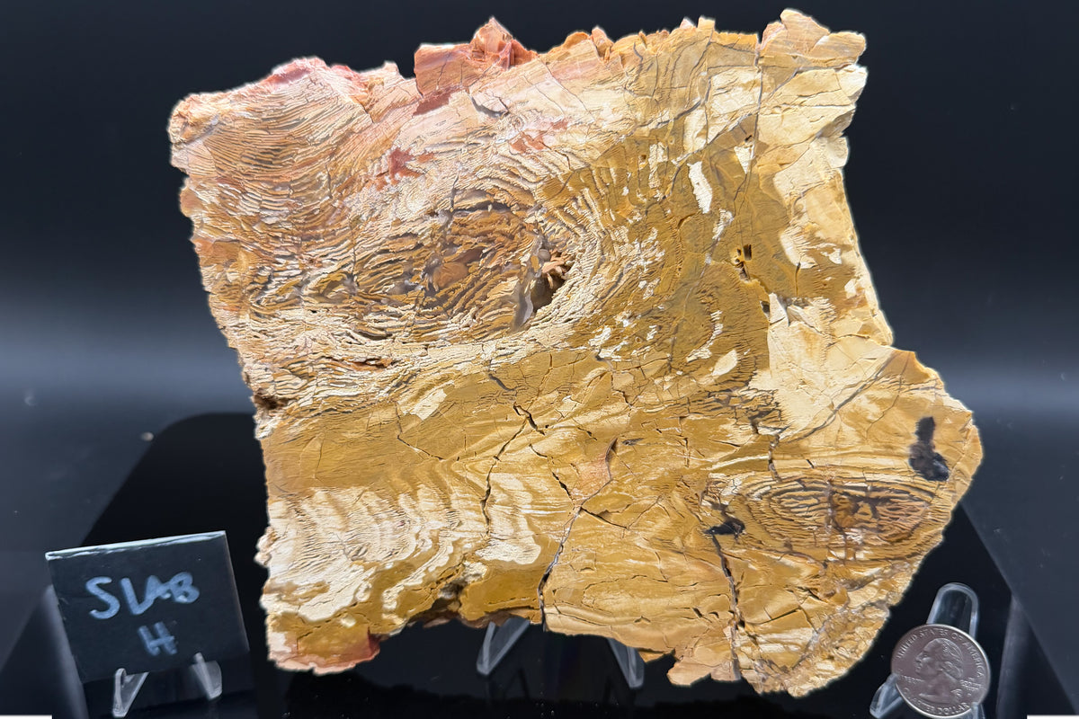 Howardite Jasper