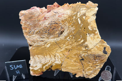 Howardite Jasper