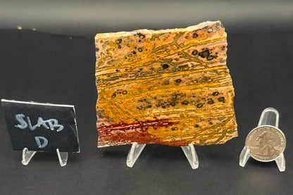 Leopard Skin Rhyolite (Unpolished)