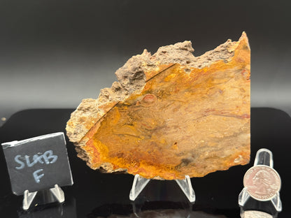 Jasperized Petrified Wood (Unpolished)