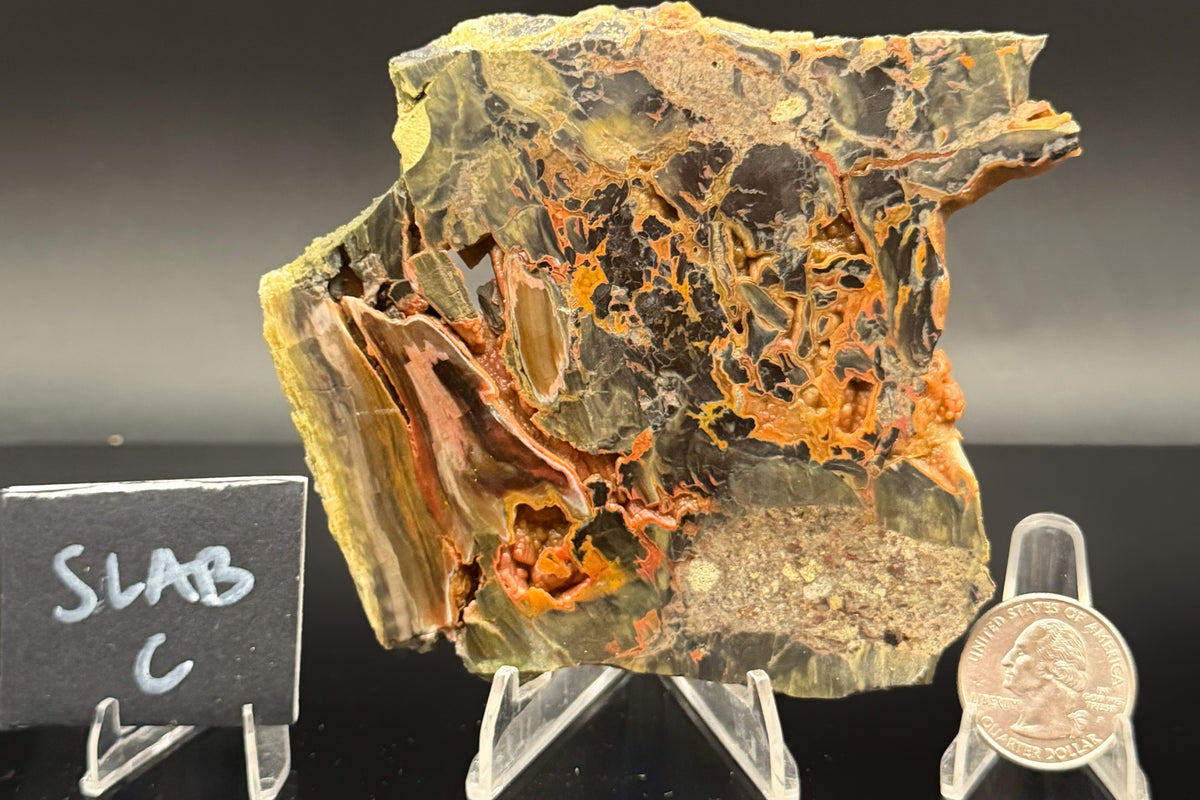 Turkish Petrified Wood (Unpolished)
