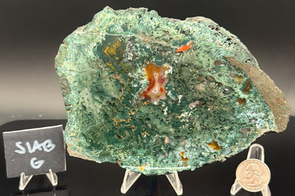 Turkish Limbcast with Agatized Chrysocolla (Unpolished)
