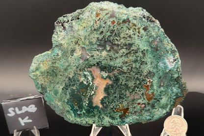 Turkish Limbcast with Agatized Chrysocolla (Unpolished)