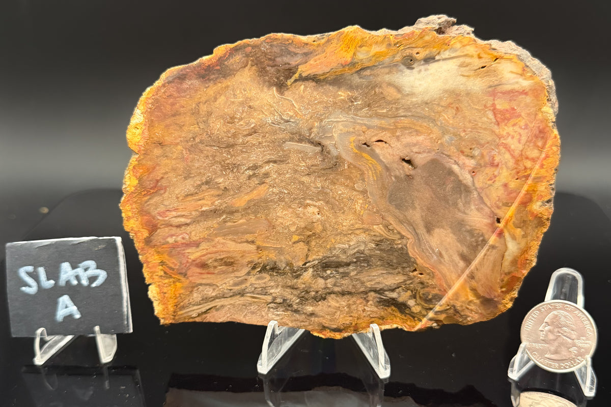 Jasperized Petrified Wood (Unpolished)