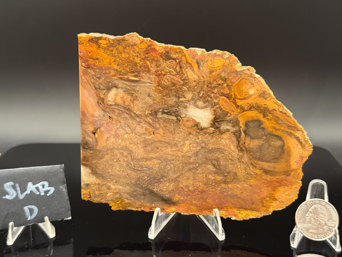 Jasperized Petrified Wood (Unpolished)