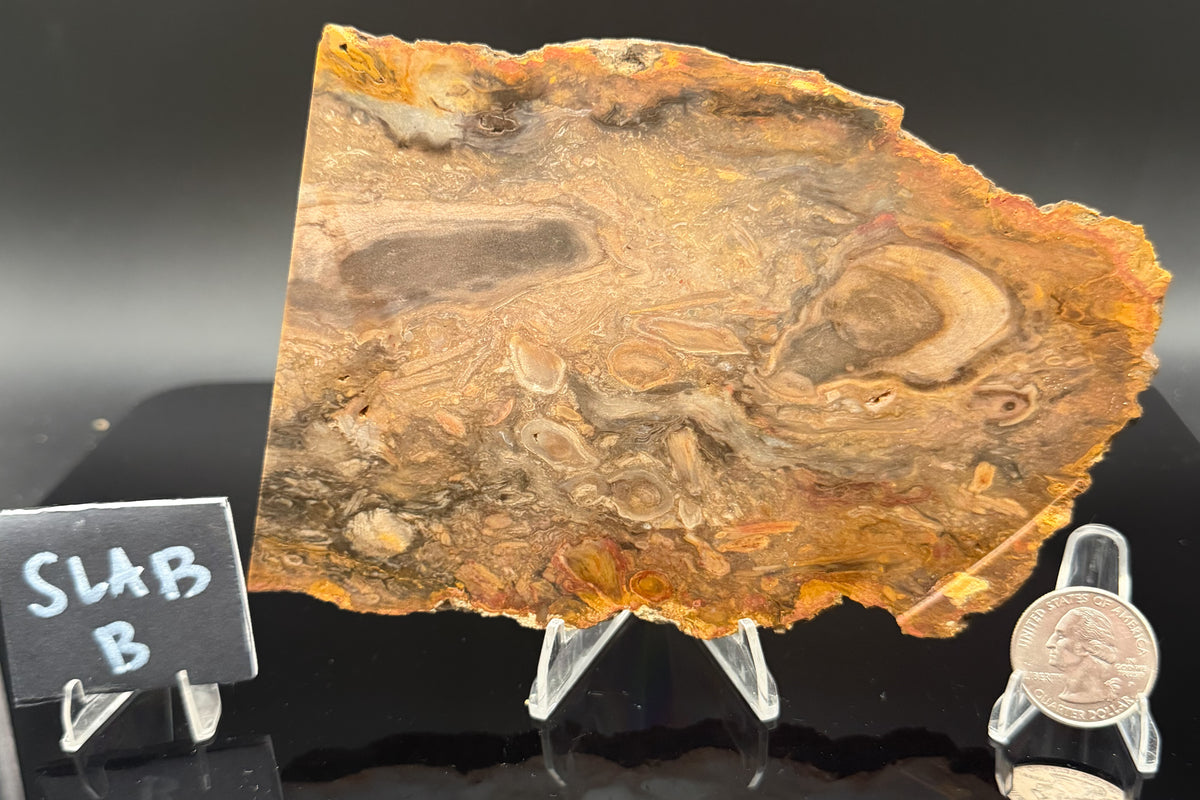 Jasperized Petrified Wood (Unpolished)