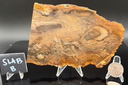 Jasperized Petrified Wood (Unpolished)