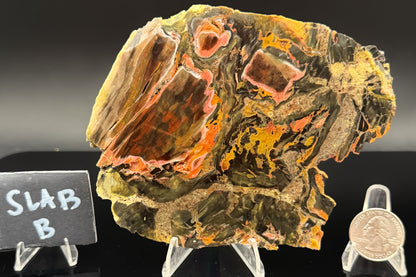Turkish Petrified Wood (Unpolished)